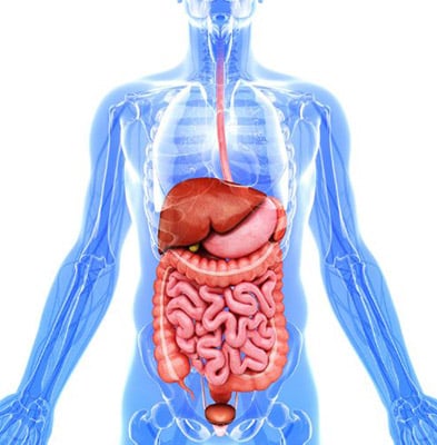 An illustration of a human's internal organs